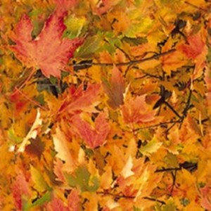 Seamless Texture Sample Image, right click to save to disk